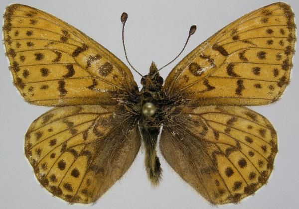 Photo of Boloria astarte distincta by Norbert Kondla